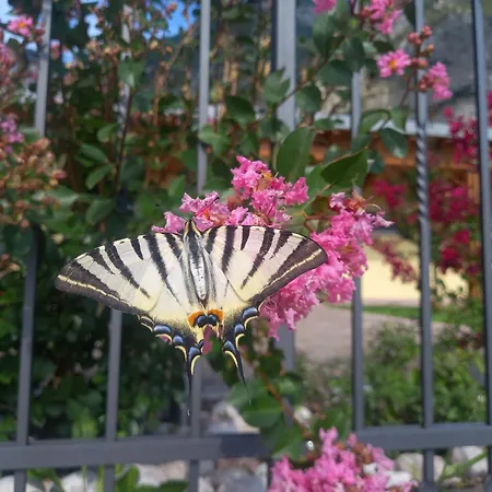 L' Isola Di Arturo Trydent