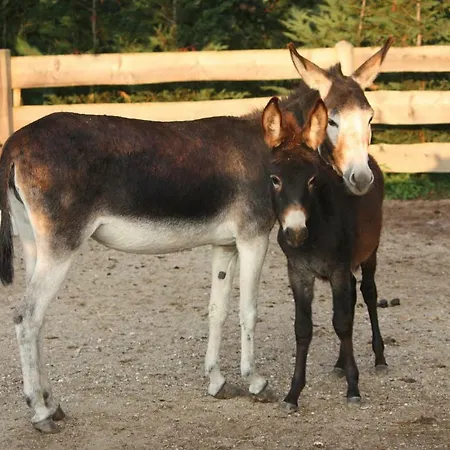 L' Isola Di Arturo *