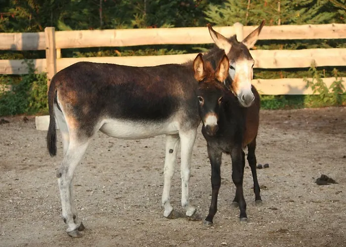 L' Isola Di Arturo *
